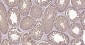 RPS19 Recombinant Rabbit mAb